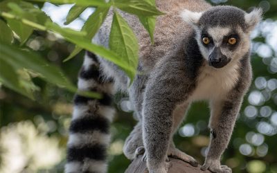 Grand circuit de Madagascar